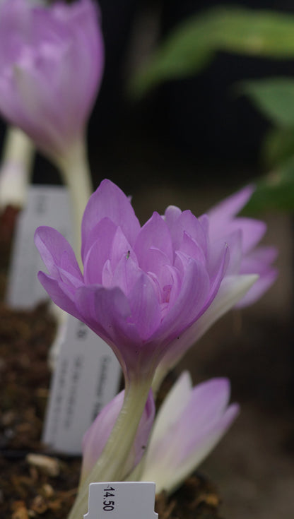 Colchicum autumnale 'Waterlily' - Gefüllte Herbstzeitlose