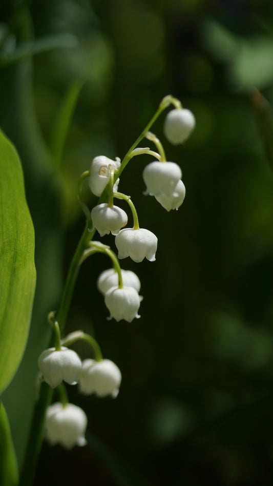Convallaria majalis - Maiglöckchen