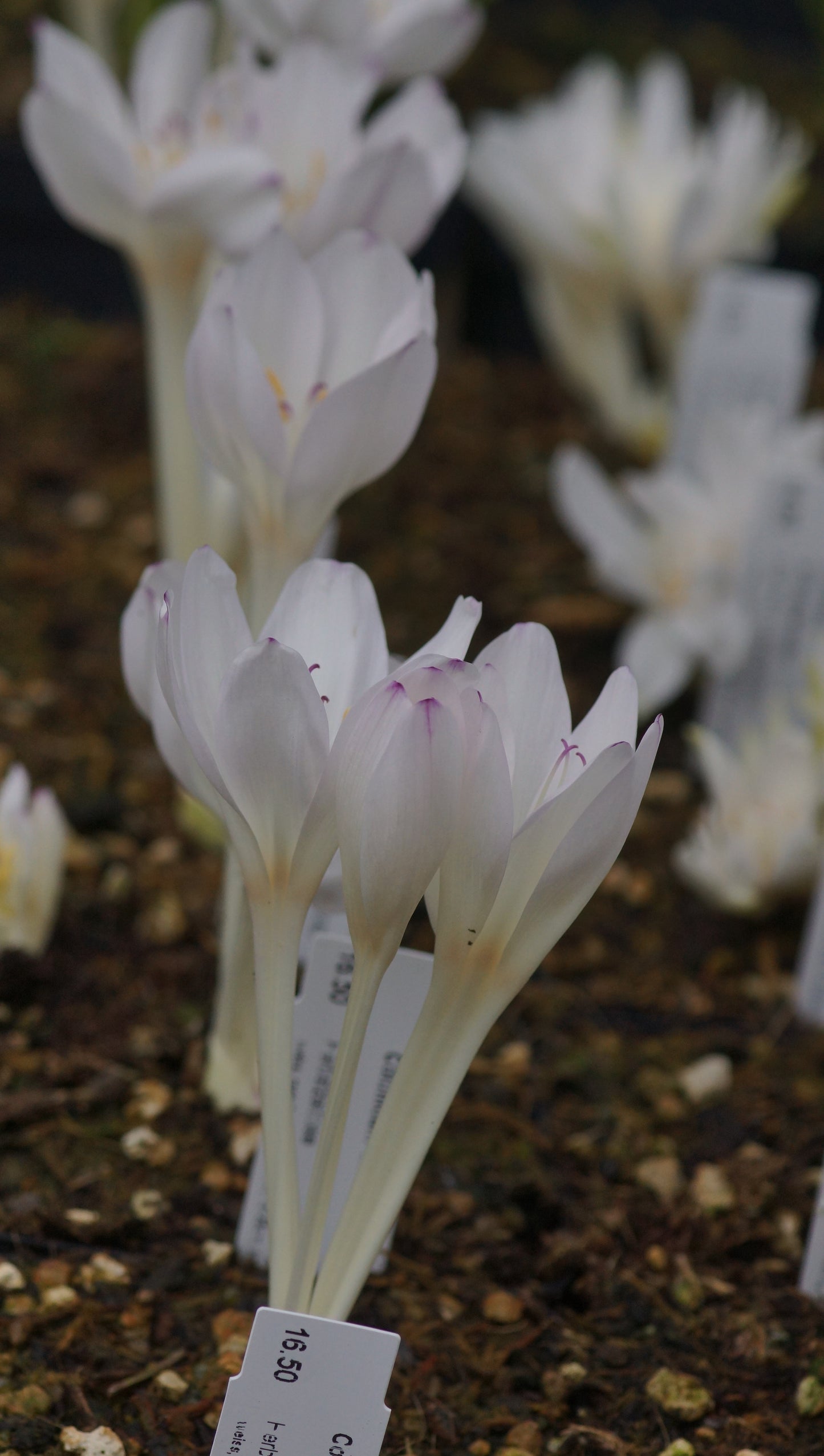 Colchicum byzantinum 'Innocence' - Herbstzeitlose