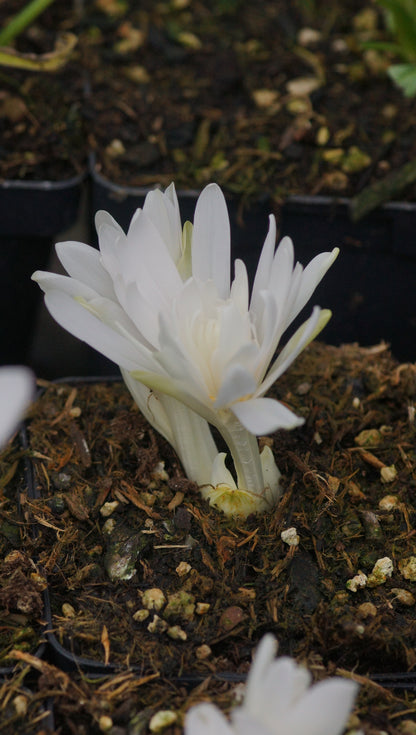 Colchicum autumnale 'Alboplenum' - Gefüllte Herbstzeitlose
