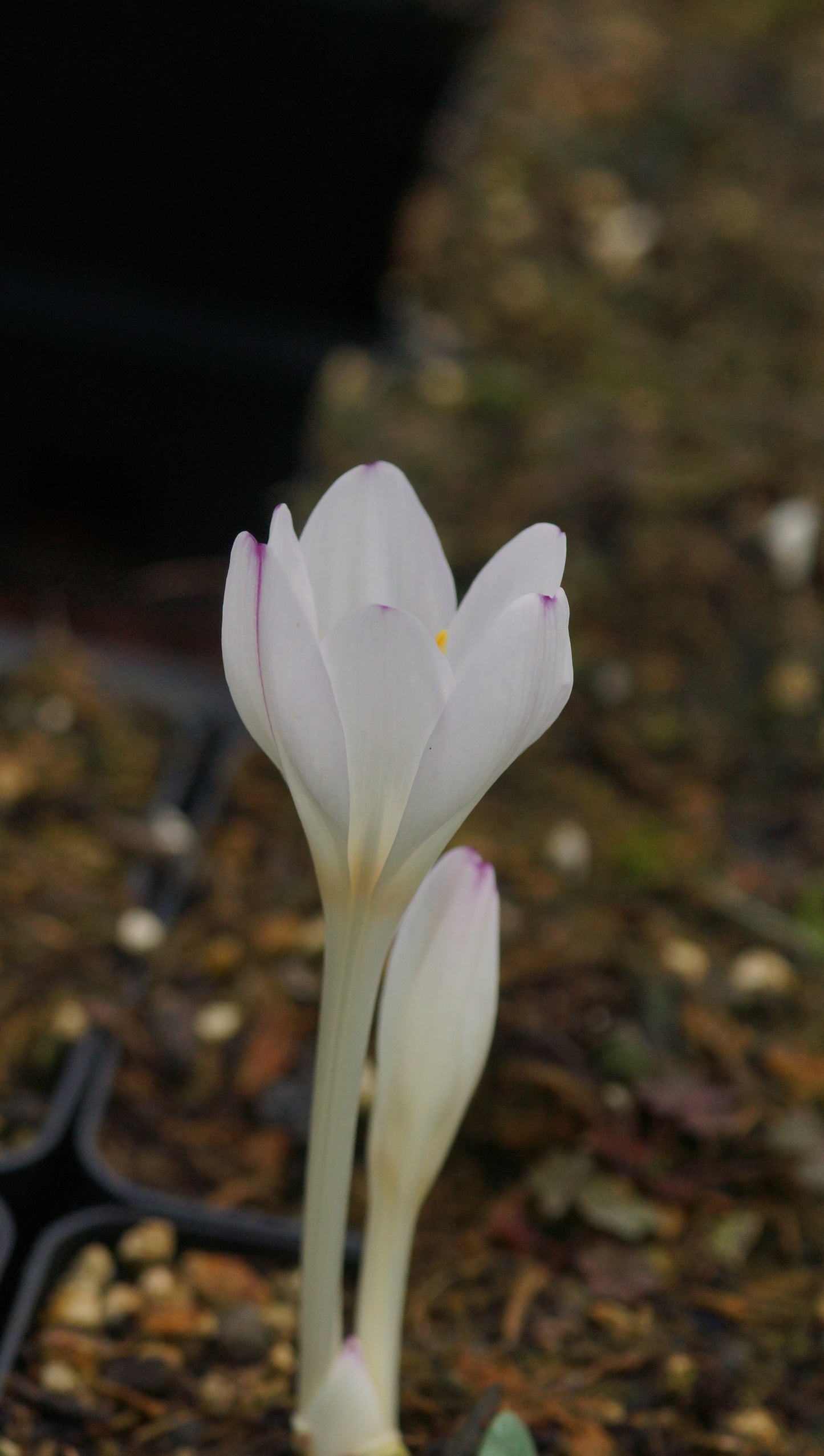 Colchicum byzantinum 'Innocence' - Herbstzeitlose