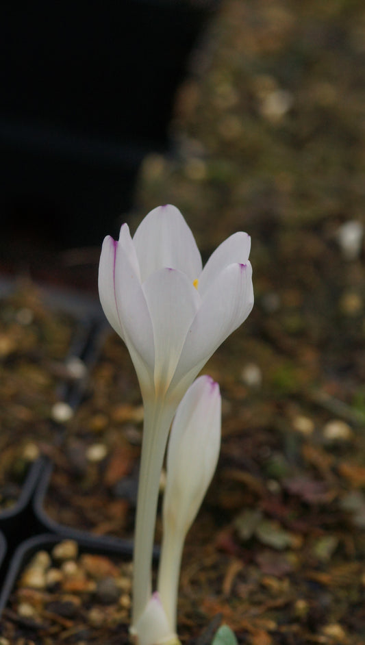 Colchicum byzantinum 'Innocence' - Herbstzeitlose