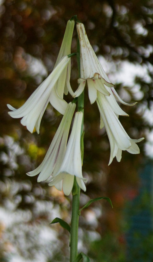 Cardiocrinum giganteum - Riesenlilie