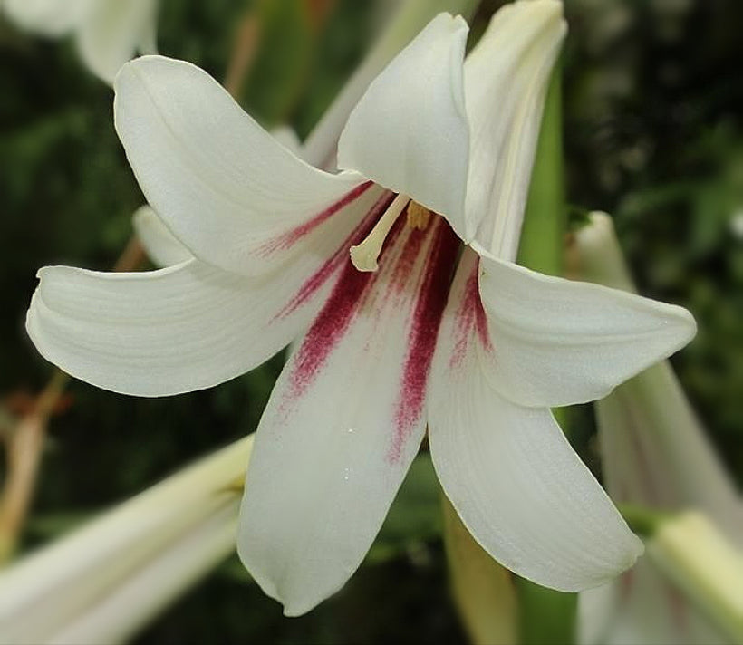 Cardiocrinum giganteum - Riesenlilie