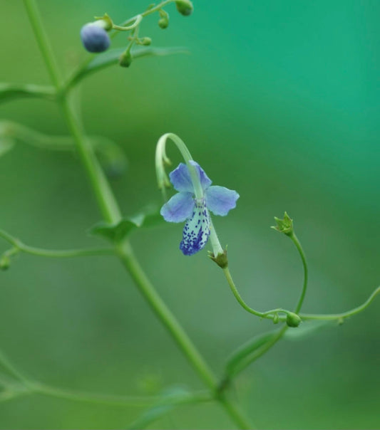 Tripora divaricata - Staudenbartblume