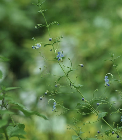 Tripora divaricata - Staudenbartblume