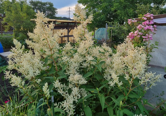 Aconogonon speciosum 'Johanniswolke' - Himalajaknötrich