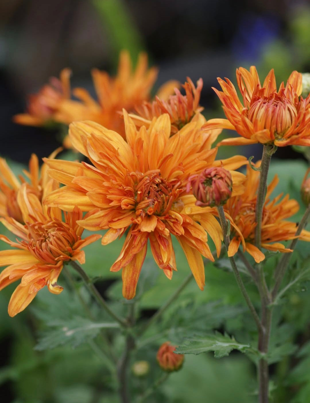 Chrysanthemum Indicum-Hybride 'Mandarine' - Herbst-Chrysantheme