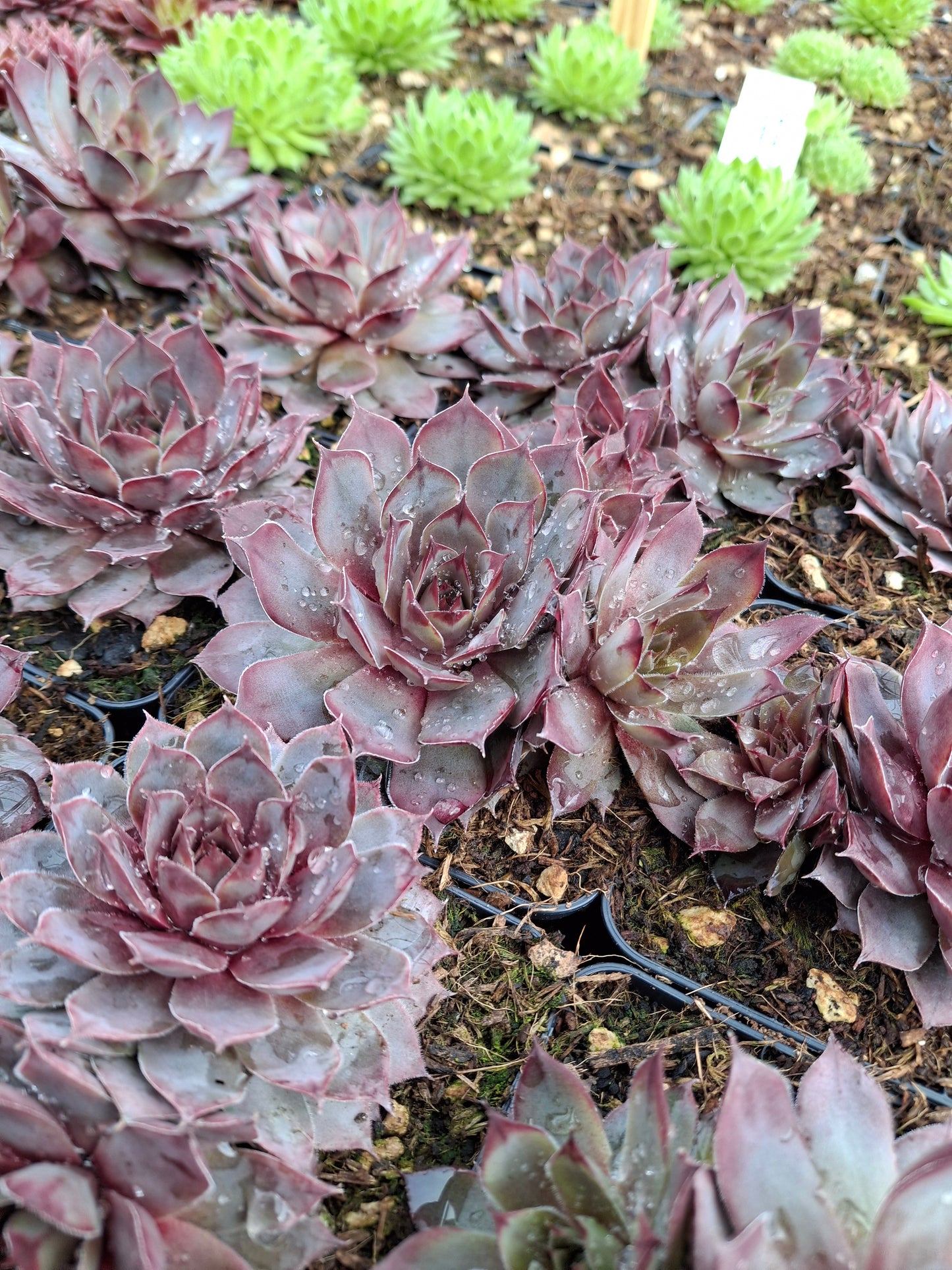 Sempervivum Hybride 'Blue Boy' - Hauswurz