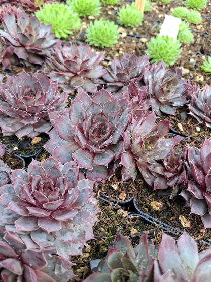 Sempervivum Hybride 'Blue Boy' - Hauswurz