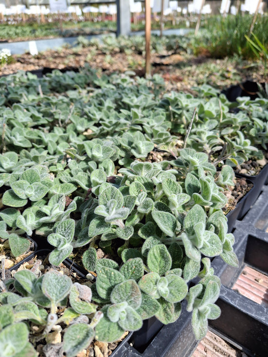 Origanum dictamnus - Diptam-Dost