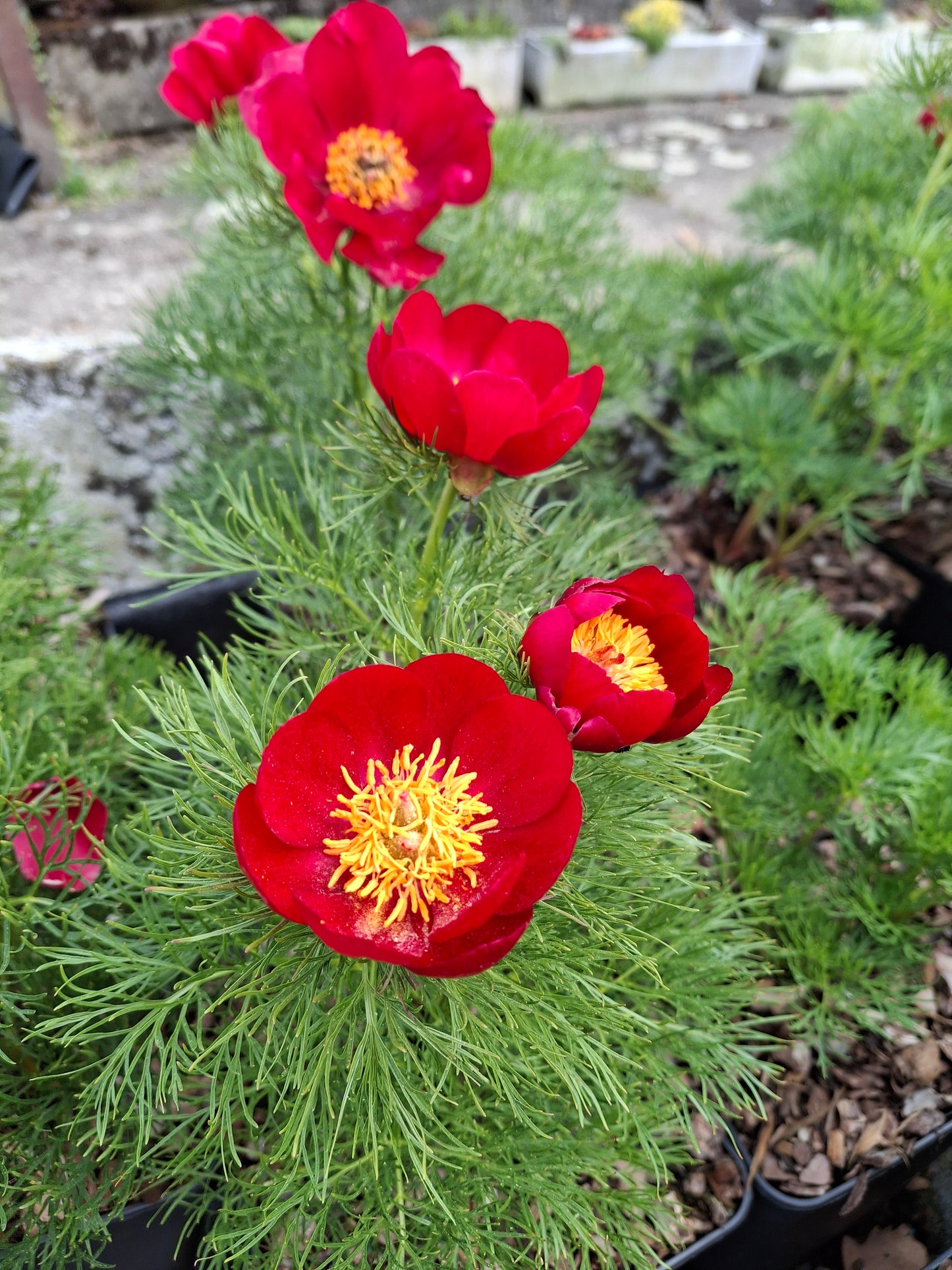 Paeonia tenuifolia - Netzblatt-Pfingstrose