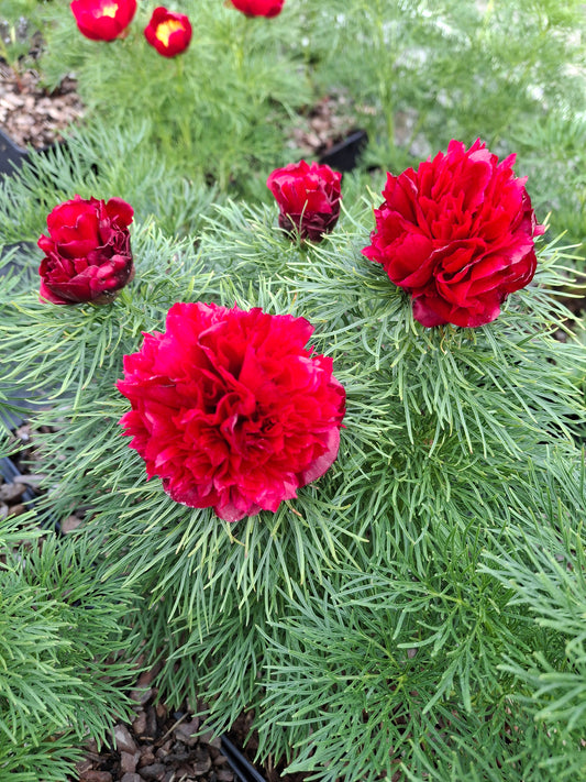 Paeonia tenuifolia 'Rubra Plena' - Gefüllte Netzblatt-Pfingstrose