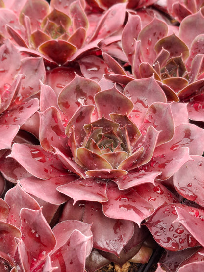 Sempervivum Hybride 'Othello' - Hauswurz